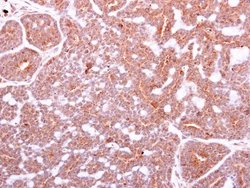 IGF1 Polyclonal Antibody, Invitrogen 100 &mu;L; Unconjugated:Antibodies,