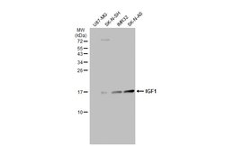 IGF1 Polyclonal Antibody, Invitrogen 100 &mu;L; Unconjugated:Antibodies,