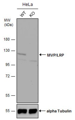 Invitrogen MVP Polyclonal Antibody 100 &mu;L; Unconjugated:Antibodies,