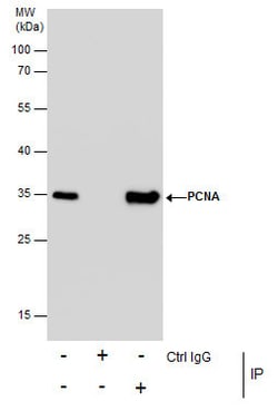 Invitrogen PCNA Polyclonal Antibody 100 &mu;L; Unconjugated:Antibodies,