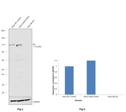 Invitrogen Rb Polyclonal Antibody 100 &mu;L; Unconjugated:Antibodies, Polyclonal