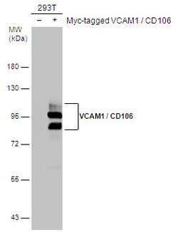 Invitrogen VCAM-1 Polyclonal Antibody 100 &mu;L; Unconjugated:Antibodies,