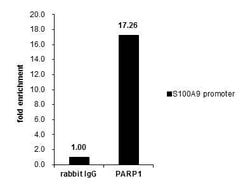 Invitrogen PARP1 Polyclonal Antibody 100 &mu;L; Unconjugated:Antibodies,