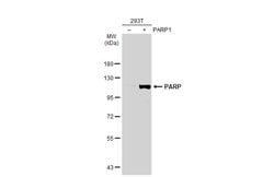 Invitrogen PARP1 Polyclonal Antibody 100 &mu;L; Unconjugated:Antibodies,