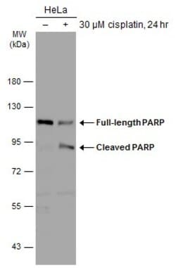 Invitrogen PARP1 Polyclonal Antibody 100 &mu;L; Unconjugated:Antibodies,