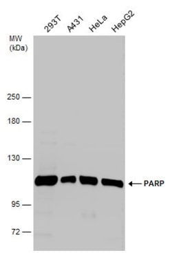 Invitrogen PARP1 Polyclonal Antibody 100 &mu;L; Unconjugated:Antibodies,