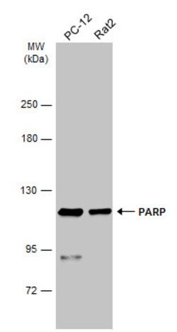 Invitrogen PARP1 Polyclonal Antibody 100 &mu;L; Unconjugated:Antibodies,