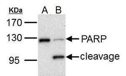 Invitrogen PARP1 Polyclonal Antibody 100 &mu;L; Unconjugated:Antibodies,