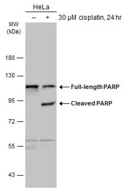 Invitrogen PARP1 Polyclonal Antibody 100 &mu;L; Unconjugated:Antibodies,