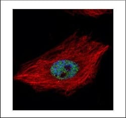 Invitrogen TDP-43 Polyclonal Antibody 100 &mu;L; Unconjugated:Antibodies,