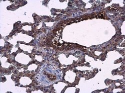 Invitrogen AGR3 Polyclonal Antibody 100 μL; Unconjugated:Antibodies,
