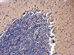 Invitrogen JIP1 Polyclonal Antibody 100 &mu;L; Unconjugated:Antibodies,