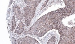 Invitrogen JIP1 Polyclonal Antibody 100 &mu;L; Unconjugated:Antibodies,