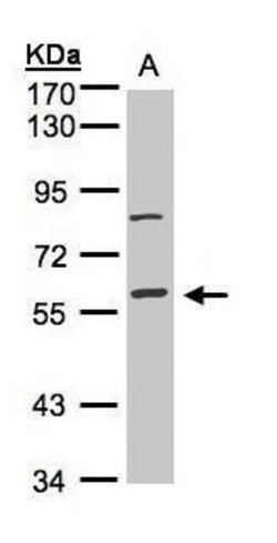 Invitrogen JIP1 Polyclonal Antibody 100 &mu;L; Unconjugated:Antibodies,