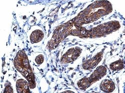Invitrogen p130Cas Polyclonal Antibody 100 &mu;L | Buy Online | Invitrogen&trade; | Fisher Scientific