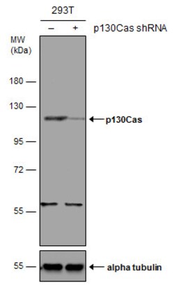 Invitrogen p130Cas Polyclonal Antibody 100 &mu;L | Buy Online | Invitrogen&trade; | Fisher Scientific