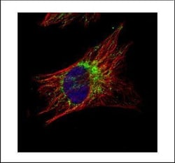 Invitrogen TID1 Polyclonal Antibody 100 &mu;L; Unconjugated:Antibodies,