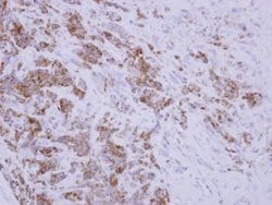 Invitrogen TID1 Polyclonal Antibody 100 &mu;L; Unconjugated:Antibodies,