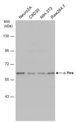 Invitrogen YES1 Polyclonal Antibody 100 &mu;L; Unconjugated:Antibodies,
