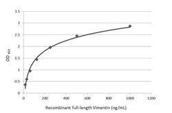 Invitrogen Vimentin Polyclonal Antibody 100 &mu;L; Unconjugated:Antibodies,