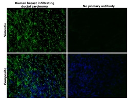 Invitrogen Vimentin Polyclonal Antibody 100 &mu;L; Unconjugated:Antibodies,