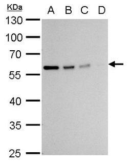 Invitrogen Vimentin Polyclonal Antibody 100 &mu;L; Unconjugated:Antibodies,