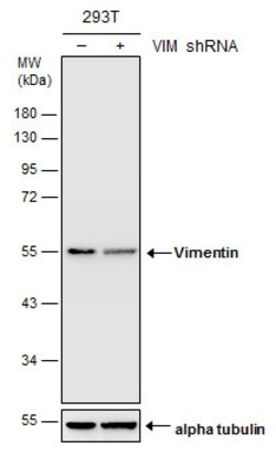Invitrogen Vimentin Polyclonal Antibody 100 μL; Unconjugated:Antibodies,