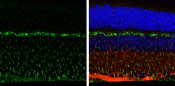 Invitrogen Vimentin Polyclonal Antibody 100 &mu;L; Unconjugated:Antibodies,