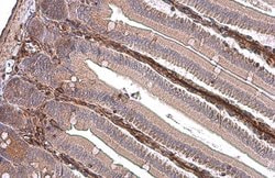 Invitrogen Vimentin Polyclonal Antibody 100 &mu;L; Unconjugated:Antibodies,