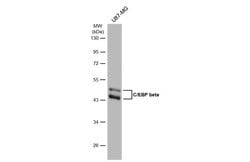 Invitrogen C/EBP beta Polyclonal Antibody 100 &mu;L; Unconjugated:Antibodies,