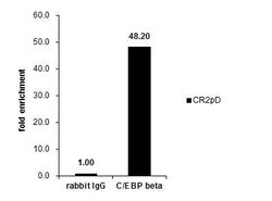 Invitrogen C/EBP beta Polyclonal Antibody 100 &mu;L; Unconjugated:Antibodies,