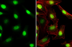 Invitrogen C/EBP beta Polyclonal Antibody 100 &mu;L; Unconjugated:Antibodies,