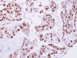 Invitrogen C/EBP beta Polyclonal Antibody 100 &mu;L; Unconjugated:Antibodies,