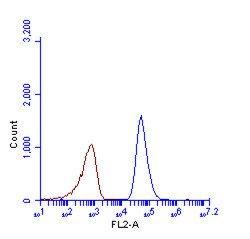 Invitrogen SQSTM1 Polyclonal Antibody 100 μL; Unconjugated:Antibodies,