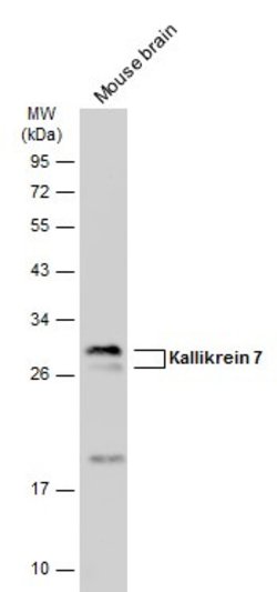 Invitrogen Kallikrein 7 Polyclonal Antibody 100 &mu;L | Buy Online | Invitrogen&trade; | Fisher Scientific