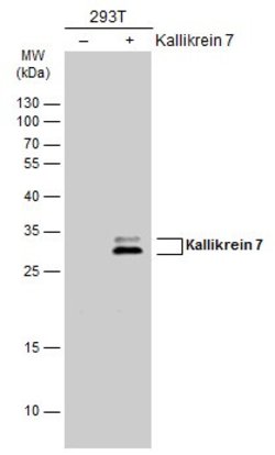 Invitrogen Kallikrein 7 Polyclonal Antibody 100 &mu;L | Buy Online | Invitrogen&trade; | Fisher Scientific