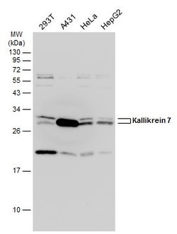 Invitrogen Kallikrein 7 Polyclonal Antibody 100 &mu;L | Buy Online | Invitrogen&trade; | Fisher Scientific