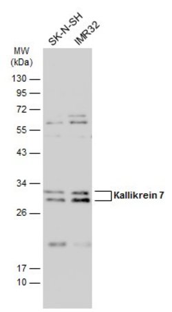 Invitrogen Kallikrein 7 Polyclonal Antibody 100 &mu;L | Buy Online | Invitrogen&trade; | Fisher Scientific