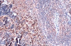 Invitrogen TLR9 Polyclonal Antibody 100 &mu;L; Unconjugated:Antibodies,