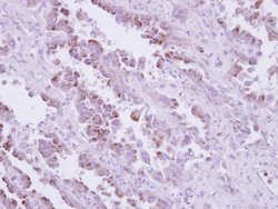 Invitrogen TLR9 Polyclonal Antibody 100 &mu;L; Unconjugated:Antibodies,