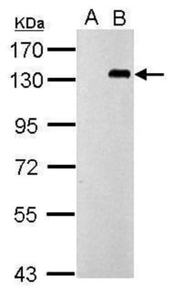 Invitrogen TLR9 Polyclonal Antibody 100 &mu;L; Unconjugated:Antibodies,