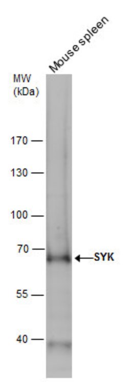 Invitrogen Syk Polyclonal Antibody 100 &mu;L; Unconjugated:Anticuerpos