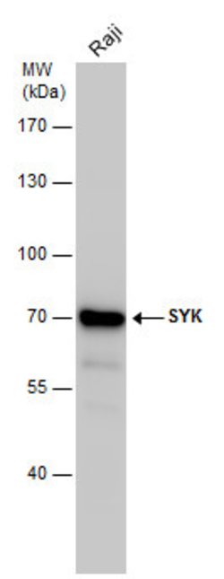 Invitrogen Syk Polyclonal Antibody 100 &mu;L; Unconjugated:Anticuerpos