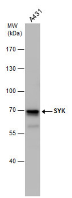Invitrogen Syk Polyclonal Antibody 100 &mu;L; Unconjugated:Anticuerpos