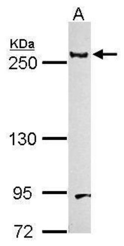 Invitrogen Laminin beta-1 Polyclonal Antibody 100 &mu;L | Buy Online | Invitrogen&trade; | Fisher Scientific