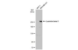 Invitrogen Laminin beta-1 Polyclonal Antibody 100 &mu;L | Buy Online | Invitrogen&trade; | Fisher Scientific