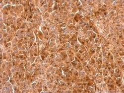 Invitrogen Granulins Polyclonal Antibody 100 &mu;L; Unconjugated:Antibodies,