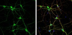 Invitrogen Granulins Polyclonal Antibody 100 &mu;L; Unconjugated:Antibodies,