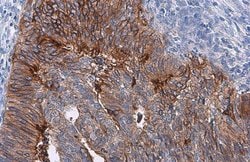 Invitrogen CD142 Polyclonal Antibody 100 &mu;L; Unconjugated:Antibodies,