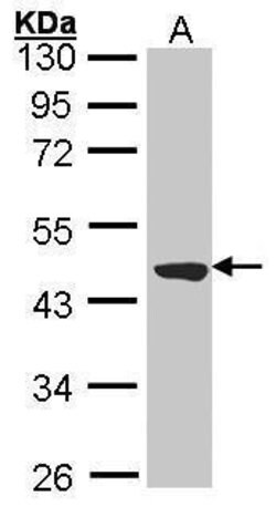 Invitrogen TTLL1 Polyclonal Antibody 100 &mu;L | Buy Online | Invitrogen&trade; | Fisher Scientific